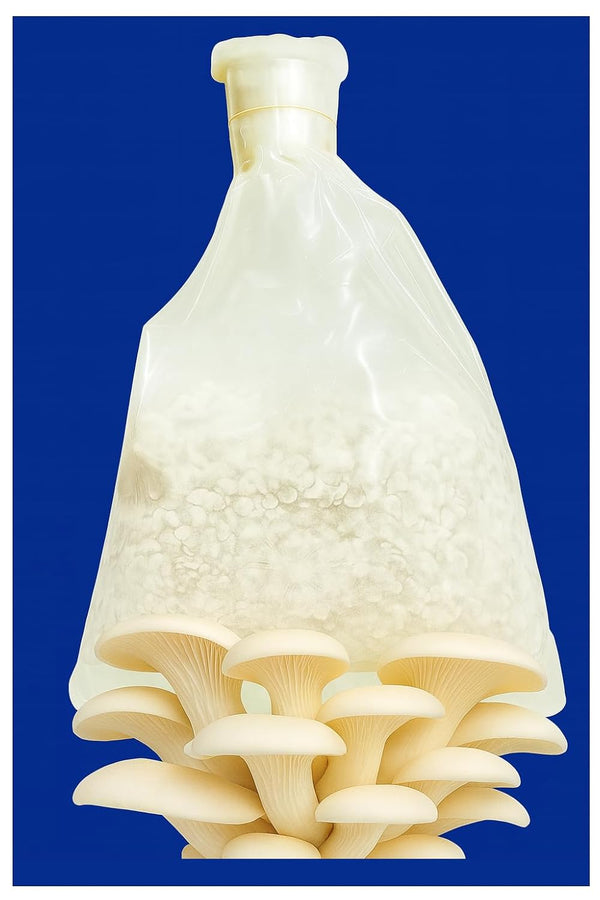 White Oyster Big Petal Mushroom Spawn/Seeds 750Gm