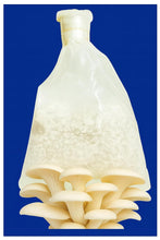 White Oyster Big Petal Mushroom Spawn/Seeds 750Gm
