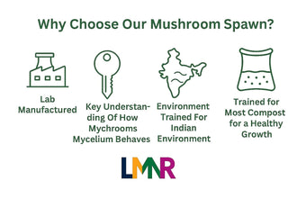 White Oyster Big Petal Mushroom Spawn/Seeds 750Gm