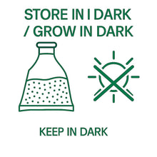 White Oyster Big Petal Mushroom Spawn/Seeds 750Gm