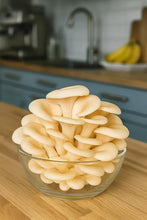 White Oyster Big Petal Mushroom Spawn/Seeds 750Gm