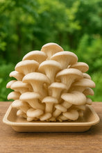 White Oyster Big Petal Mushroom Spawn/Seeds 750Gm