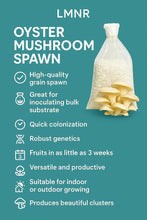 White Oyster Big Petal Mushroom Spawn/Seeds 750Gm