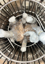 Button Mushroom Spawn / Seeds- Agaricus Bisporus