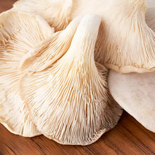 Fresh White Oyster Mushrooms – 150gmX10 Packet | Free Delivery (Gurgaon only)