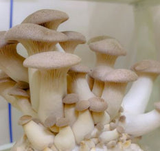 15-Minute Mushroom & Spawn Production Masterclass (1-on-1 Expert Call)