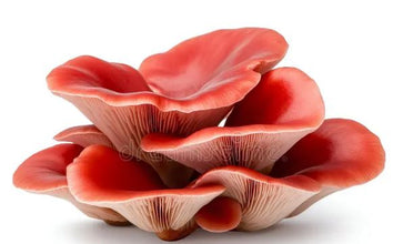 15-Minute Mushroom & Spawn Production Masterclass (1-on-1 Expert Call)