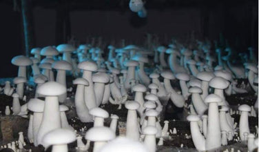 15-Minute Mushroom & Spawn Production Masterclass (1-on-1 Expert Call)