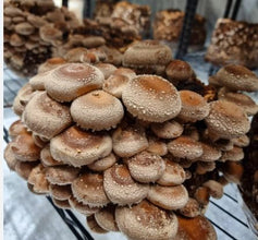 15-Minute Mushroom & Spawn Production Masterclass (1-on-1 Expert Call)