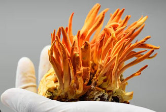 15-Minute Mushroom & Spawn Production Masterclass (1-on-1 Expert Call)