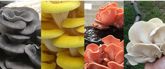 15-Minute Mushroom & Spawn Production Masterclass (1-on-1 Expert Call)